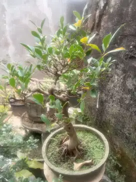 Bonsai bonsai bonsai