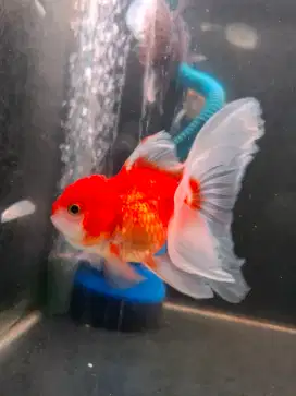 Jual Ikan Mas Koki Ranchu / Oranda Fancy Murmer