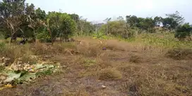 Kavling Murah Sentul 12x Cicil Tanpa Bunga Free SHM 700 Meter Palm Hil