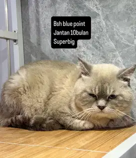 Bsh blue point jantan 10 bulan