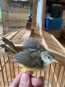 Burung Ciblek Jantan Purtotal
