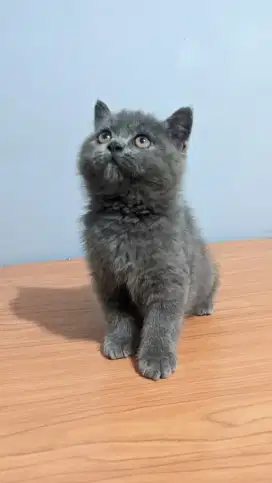 KITTEN BSH MUNCHKIN NS STRAIGHT BETINA