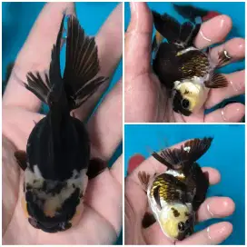 Ikan Koki Oranda panda