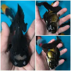 Ikan Koki Oranda Panda