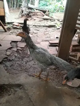 Ayam bangkok Dedaraan,umur 4 bulan