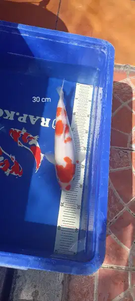 Ikan Koi Kohaku