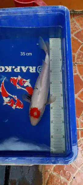Ikan Koi Tancho Showa
