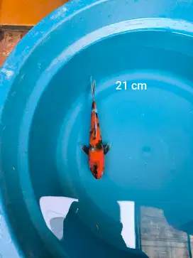 Ikan koi Showa Tulungagung