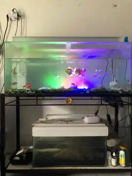 Jual cepat aja aquarim