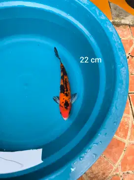 Ikan Koi Sanke Tulungagung