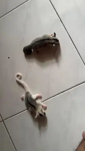 Sepasang sugar glider joey mozaic dan cg het leu
