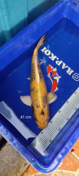 Ikan koi Kin Ki Showa