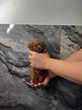 Podle toy dan tiny