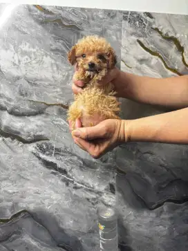 Podle toy dan tiny