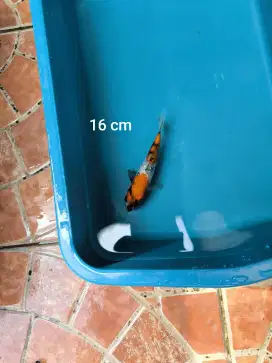 Ikan koi Showa Blitar
