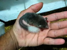 African pygmy dormice