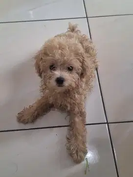 Poodle Toy Mini poodle 2bln stbn vaksin