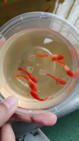 Ikan guppy Albino koi gen red ear