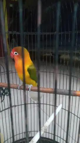 burung lovebird