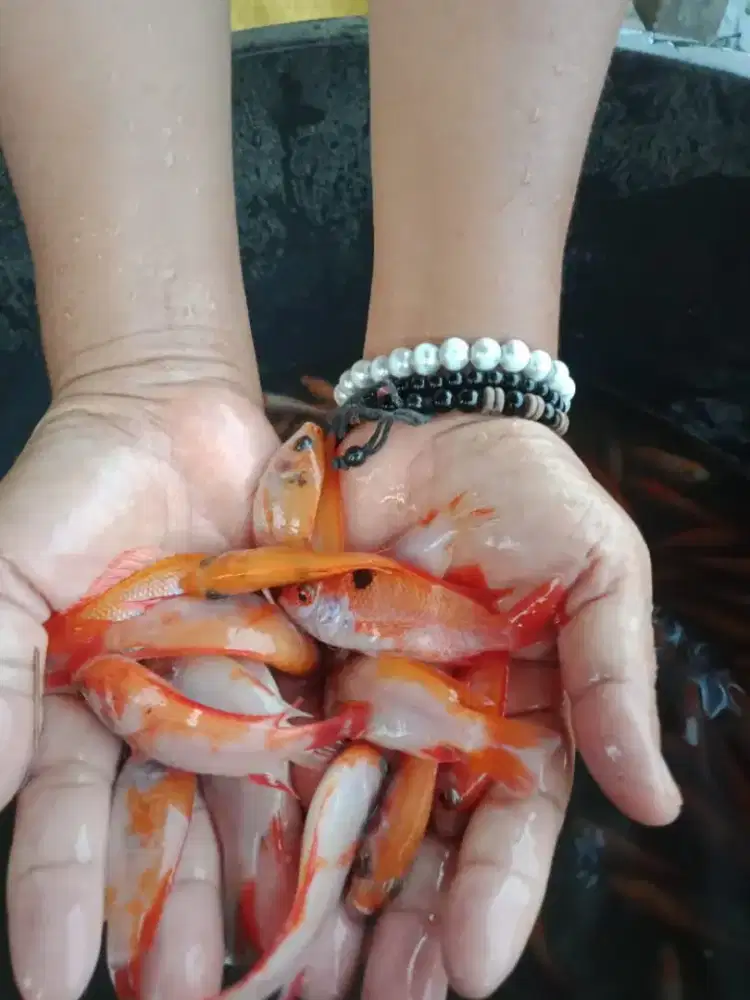 Jual bibit ikan nila merah sukabumi di sekojo