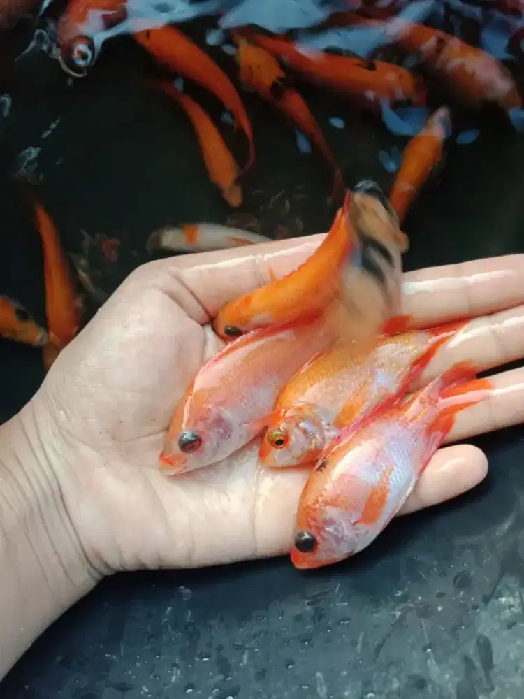 Jual bibit ikan nila merah ukuran 2 jari di sekojo