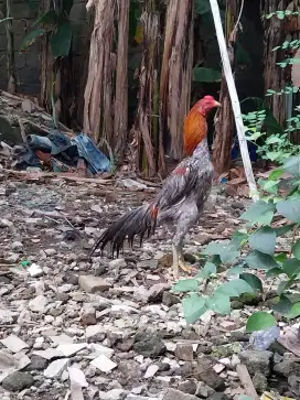 Ayam ekor lidi  jalan 7 bulan