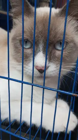 Kucing Siam Jantan
