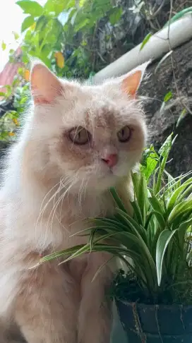 Kucing Persia Dewasa