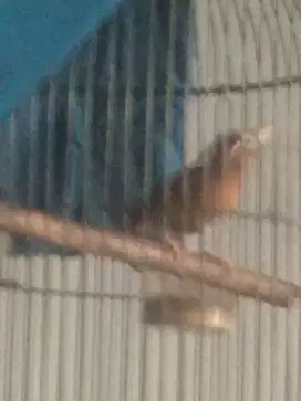 Jual Burung wambie jantan dan betina