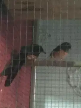 Jual Cepat Burung Muray medan pasangan