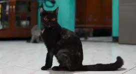 British Short Hair BSH Betina Black Tortie