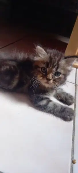 KITTEN PERSIA TABBY (BELANG)