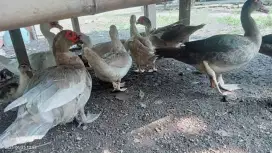 Entok Rambon siap pindah kandang barang seger/sehat gemuk terawat siap