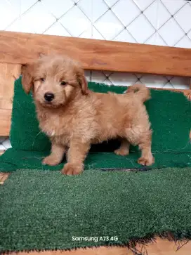 Anakan anjing ras mix