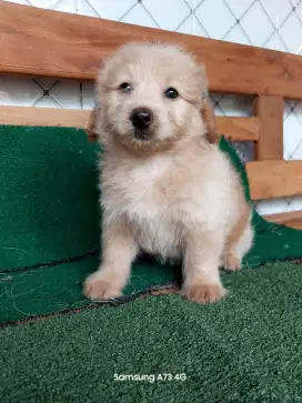 Anakan anjing ras