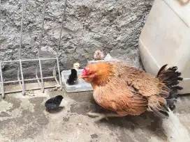 Anak ayam kampung