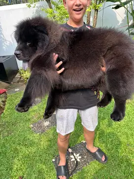 Dijual Anjing Chow Chow
