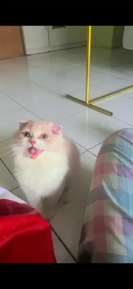 Kucing Kitten Scottishfold Sh Betina