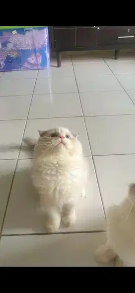 Kucing Kitten Scottishfold sh Jantan