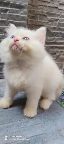 Kucing Persia peaknose flatnose bulu gimbul ginuk2 putih jantan