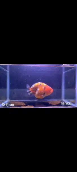 Ikan Mas Koki/Goldfish