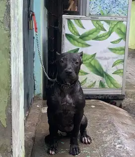 Pitbull betina 4bulan