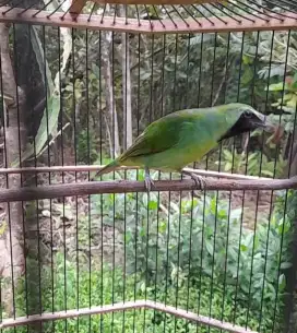 Burung satu pasang