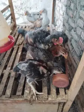 ANAK AYAM PELUNG UMUR 1 Bulanan.