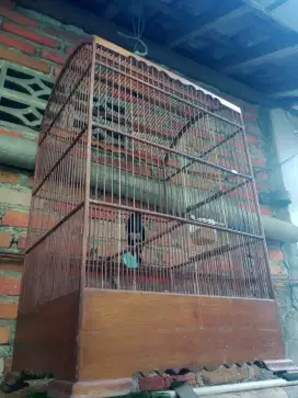 Poci jantan jumbo