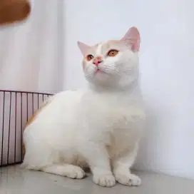 Munchkin jantan