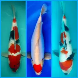 Tancho kohaku showa import dainichi F1 jumbo calon istimewa terjangkau