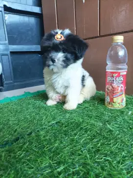 Maltizu Puppies