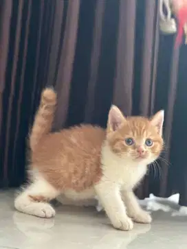 Kucing BSH Cinnamon Carrier