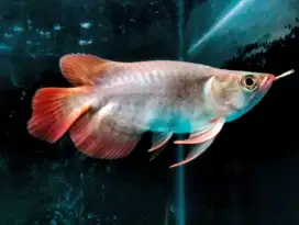 Arwana super red ITL short body